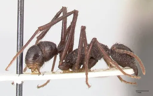Rhytidoponera abdominalis specimen FOCOL0894 image focol0894_4