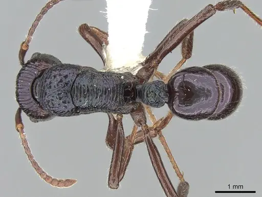 Rhytidoponera acanthoponeroides specimen CASENT0281306 image casent0281306_1