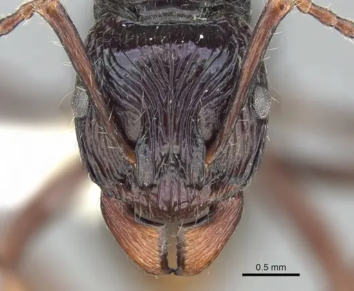 Rhytidoponera acanthoponeroides specimen CASENT0281306 image casent0281306_2