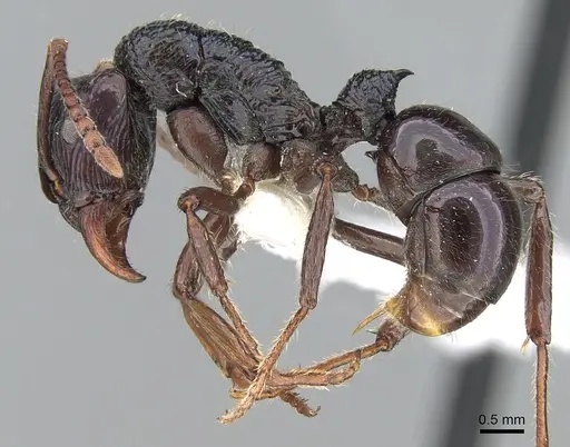 Rhytidoponera acanthoponeroides specimen CASENT0281306 image casent0281306_3