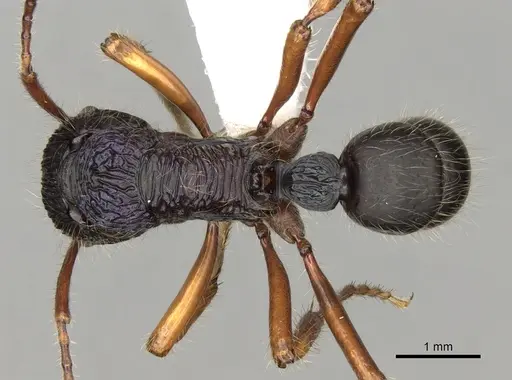 Rhytidoponera acanthoponeroides specimen CASENT0281829 image casent0281829_1