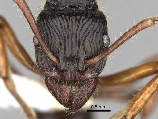 Rhytidoponera acanthoponeroides specimen CASENT0281829 image casent0281829_2