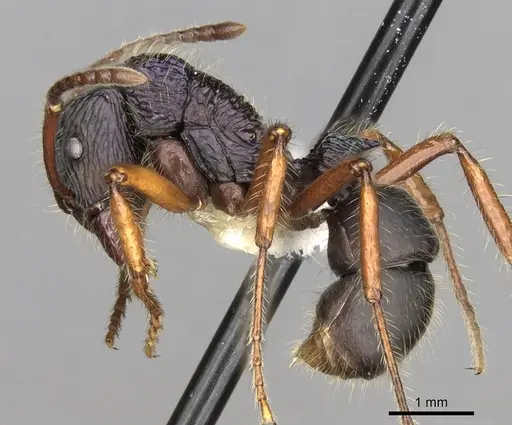 Rhytidoponera acanthoponeroides specimen CASENT0281829 image casent0281829_3