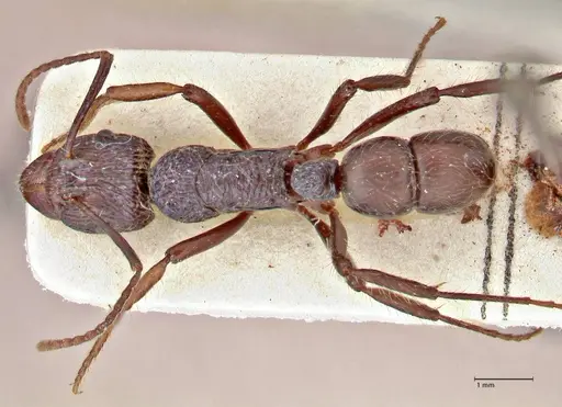Rhytidoponera acanthoponeroides specimen FOCOL2890 image focol2890_1