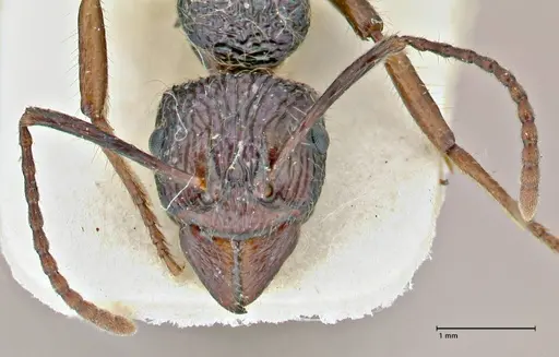 Rhytidoponera acanthoponeroides specimen FOCOL2890 image focol2890_2