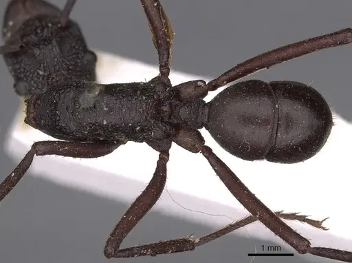 Rhytidoponera aciculata specimen CASENT0900519 image casent0900519_1