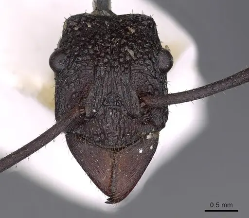 Rhytidoponera aciculata specimen CASENT0900519 image casent0900519_2
