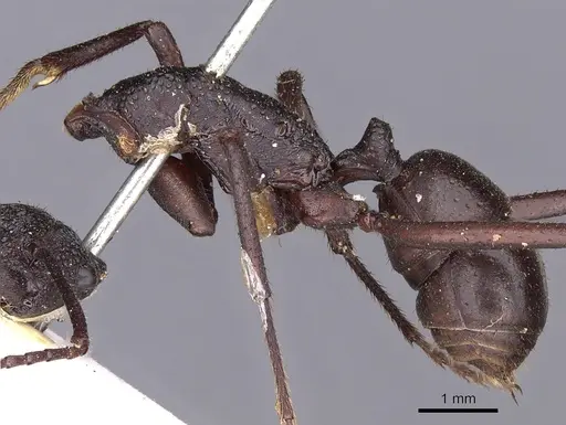 Rhytidoponera aciculata specimen CASENT0900519 image casent0900519_3