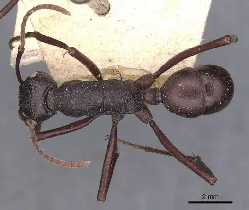Rhytidoponera aciculata specimen CASENT0907135 image casent0907135_1