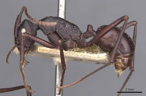 Rhytidoponera aciculata specimen CASENT0907135 image casent0907135_3