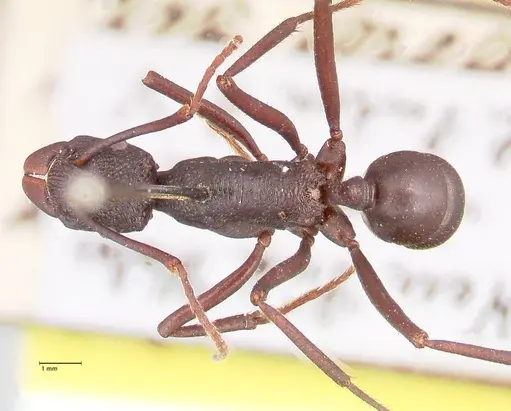Rhytidoponera aciculata specimen FOCOL0910 image focol0910_1