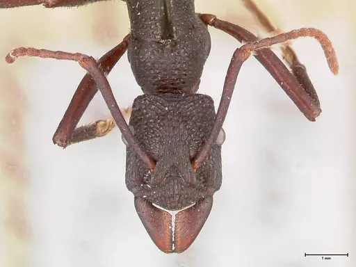 Rhytidoponera aciculata specimen FOCOL0910 image focol0910_2
