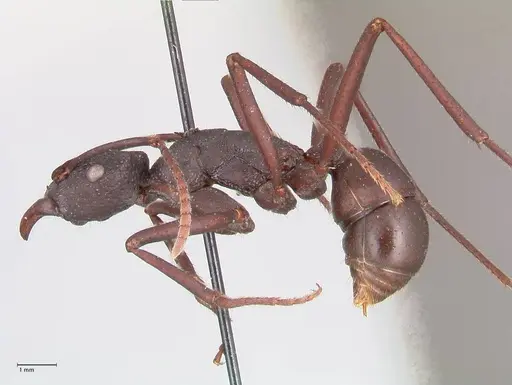 Rhytidoponera aciculata specimen FOCOL0910 image focol0910_3