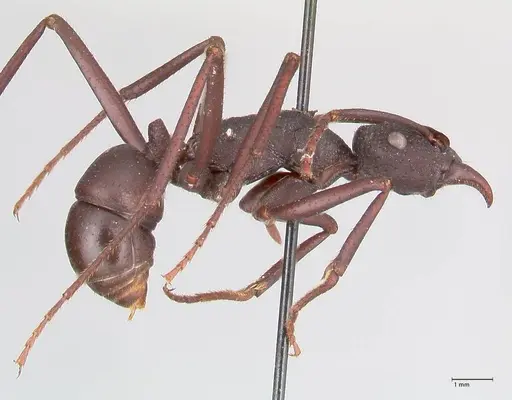 Rhytidoponera aciculata specimen FOCOL0910 image focol0910_4