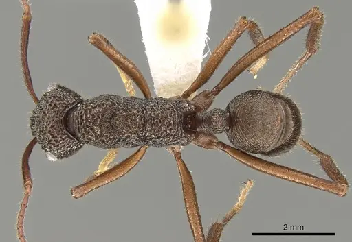 Rhytidoponera aenescens specimen CASENT0281337 image casent0281337_1