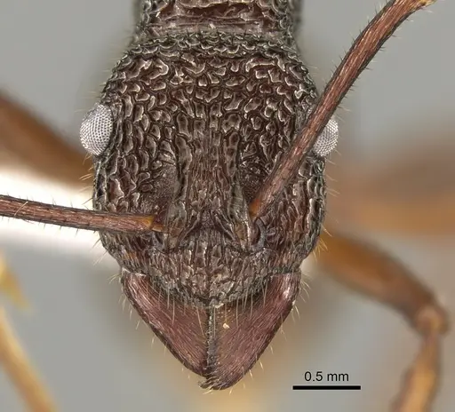 Rhytidoponera aenescens specimen CASENT0281337 image casent0281337_2