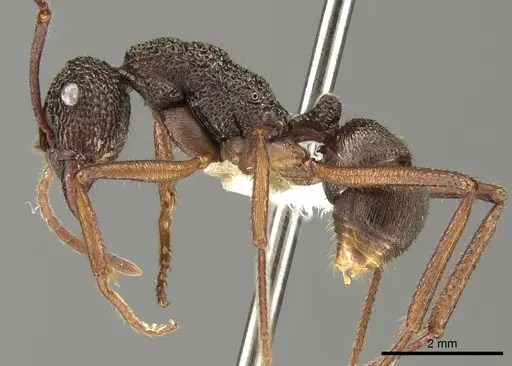 Rhytidoponera aenescens specimen CASENT0281337 image casent0281337_3