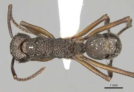 Rhytidoponera aenescens specimen CASENT0281835 image casent0281835_1