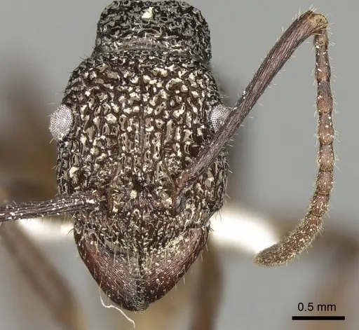 Rhytidoponera aenescens specimen CASENT0281835 image casent0281835_2