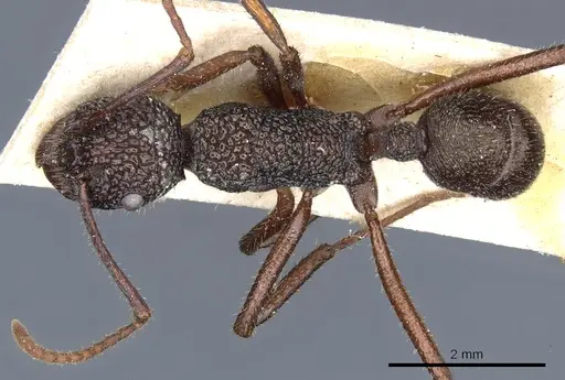 Rhytidoponera aenescens specimen CASENT0903826 image casent0903826_1