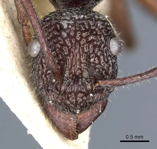 Rhytidoponera aenescens specimen CASENT0903826 image casent0903826_2