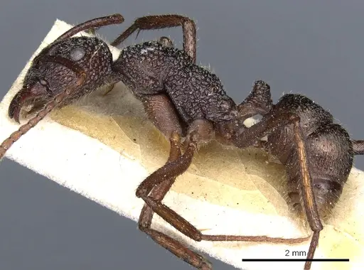 Rhytidoponera aenescens specimen CASENT0903826 image casent0903826_3