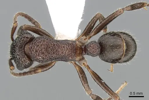 Rhytidoponera anceps specimen CASENT0281245 image casent0281245_1
