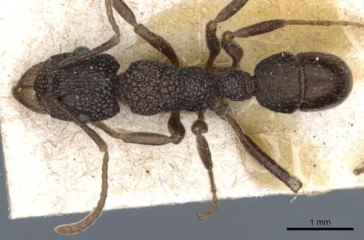 Rhytidoponera anceps specimen CASENT0903830 image casent0903830_1