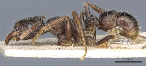 Rhytidoponera anceps specimen CASENT0903830 image casent0903830_3