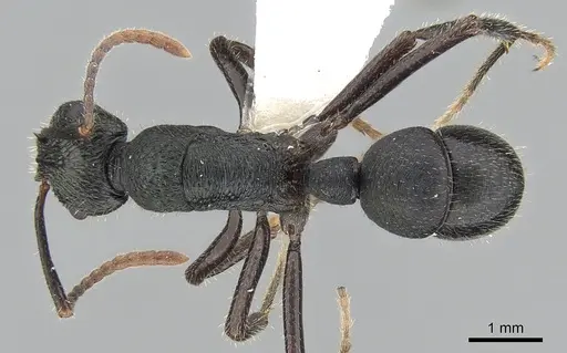 Rhytidoponera aquila specimen CASENT0281307 image casent0281307_1
