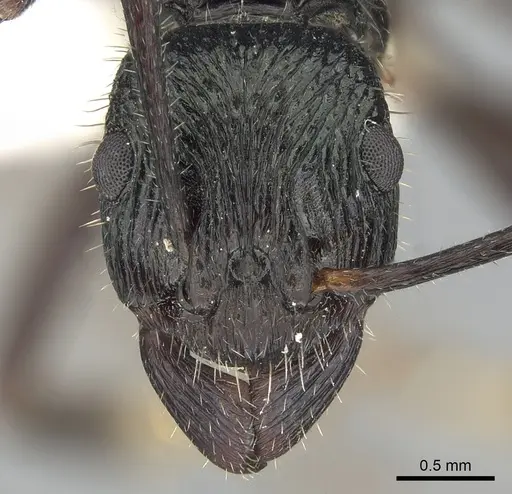 Rhytidoponera aquila specimen CASENT0281307 image casent0281307_2
