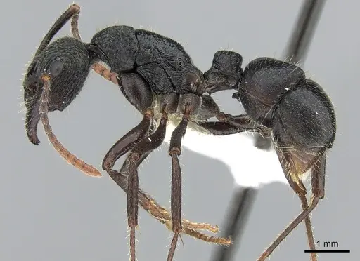 Rhytidoponera aquila specimen CASENT0281307 image casent0281307_3