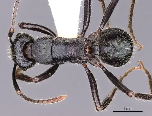 Rhytidoponera aquila specimen CASENT0900535 image casent0900535_1