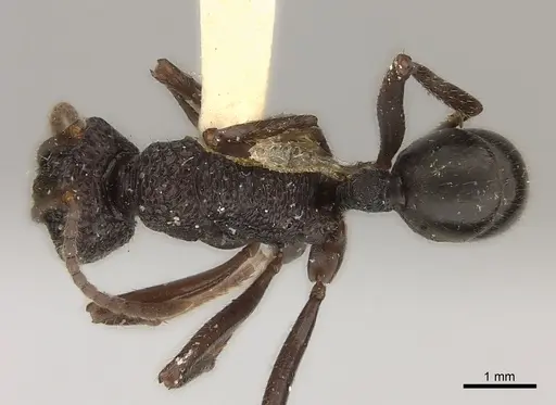 Rhytidoponera araneoides specimen CASENT0217490 image casent0217490_1