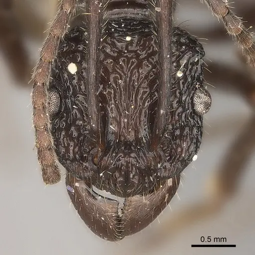 Rhytidoponera araneoides specimen CASENT0217490 image casent0217490_2