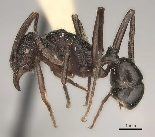 Rhytidoponera araneoides specimen CASENT0217490 image casent0217490_3