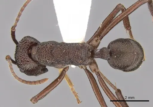 Rhytidoponera araneoides specimen CASENT0281329 image casent0281329_1
