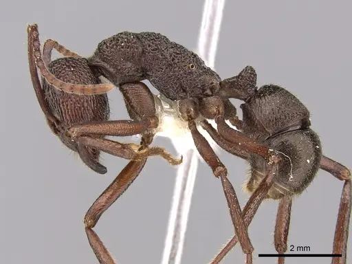 Rhytidoponera araneoides specimen CASENT0281329 image casent0281329_3