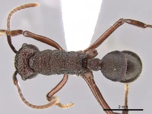 Rhytidoponera araneoides specimen CASENT0281330 image casent0281330_1