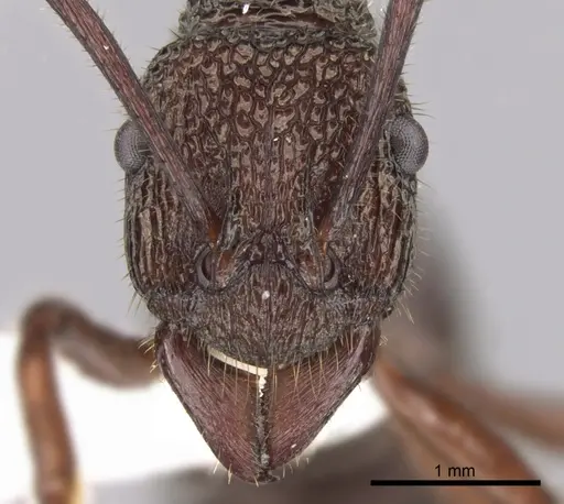 Rhytidoponera araneoides specimen CASENT0281330 image casent0281330_2