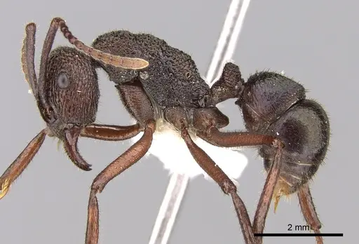 Rhytidoponera araneoides specimen CASENT0281330 image casent0281330_3