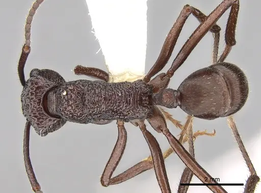 Rhytidoponera araneoides specimen CASENT0281331 image casent0281331_1