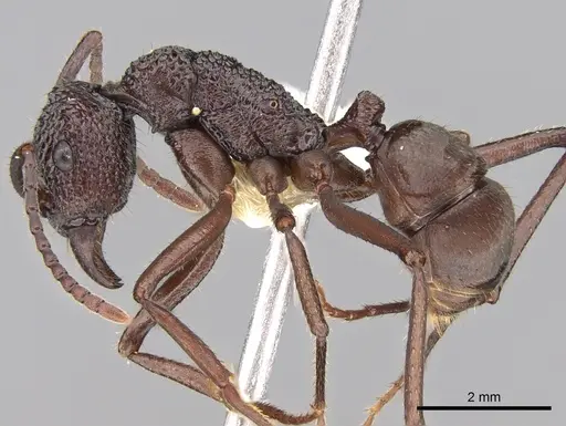 Rhytidoponera araneoides specimen CASENT0281331 image casent0281331_3
