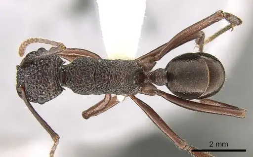 Rhytidoponera araneoides specimen CASENT0281332 image casent0281332_1