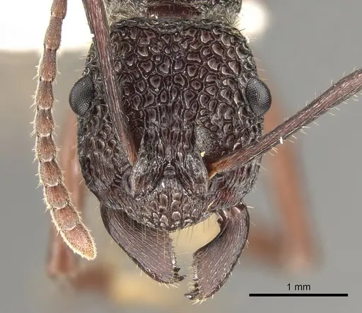 Rhytidoponera araneoides specimen CASENT0281332 image casent0281332_2