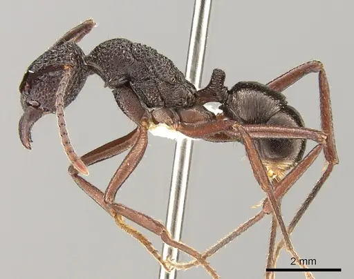Rhytidoponera araneoides specimen CASENT0281332 image casent0281332_3