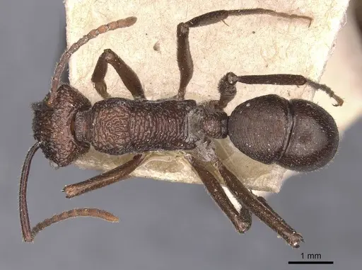 Rhytidoponera araneoides specimen CASENT0907145 image casent0907145_1