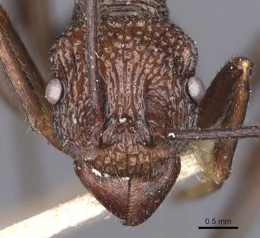 Rhytidoponera araneoides specimen CASENT0907145 image casent0907145_2