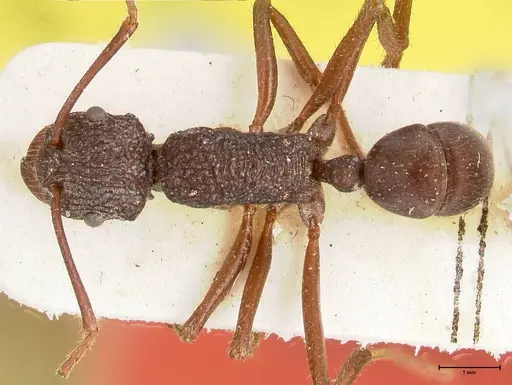 Rhytidoponera araneoides specimen FOCOL0403 image focol0403_1