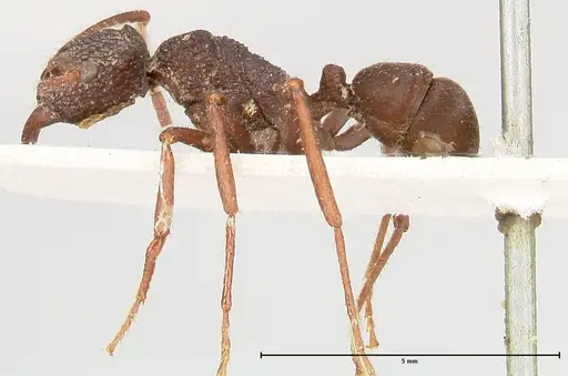 Rhytidoponera araneoides specimen FOCOL0403 image focol0403_3